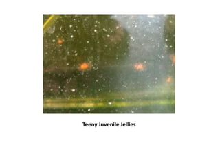 Teeny Juvenile Jellies