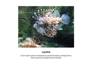 LionfishA non-native species introduced to coastal US waters, perhaps from a home aquarium during hurricane Andrew