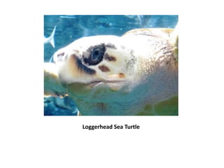 Loggerhead Sea Turtle