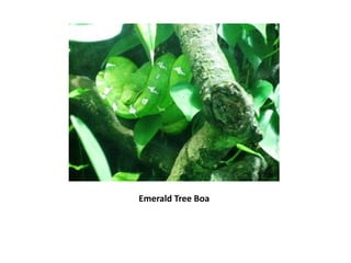 Emerald Tree Boa