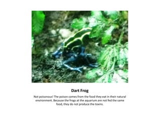 Dart FrogNot poisonous! The poison comes from the food they eat in their natural environment. Because the frogs at the aquarium are not fed the same food, they do not produce the toxins.