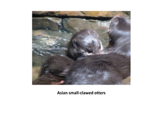 Asian small-clawed otters