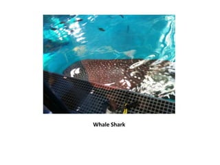 Whale Shark