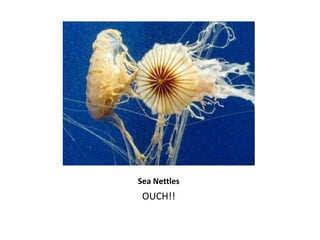 Sea NettlesOUCH!!
