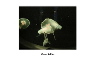 Moon Jellies