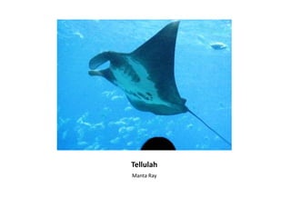 TellulahManta Ray