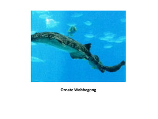 Ornate Wobbegong