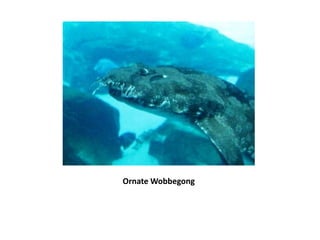 Ornate Wobbegong