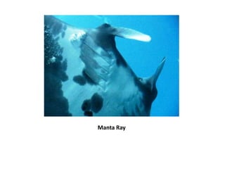 Manta Ray