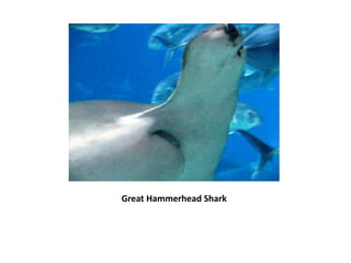 Great Hammerhead Shark