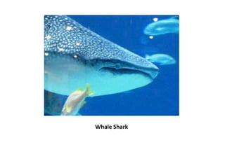 Whale Shark