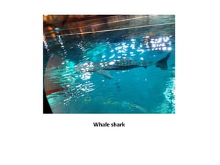 Whale shark