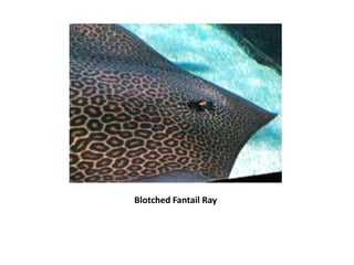 Blotched Fantail Ray