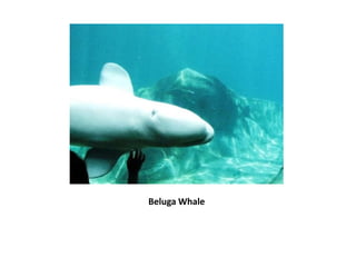Beluga Whale