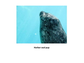 Harbor seal pup