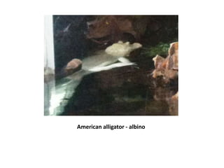 American alligator - albino