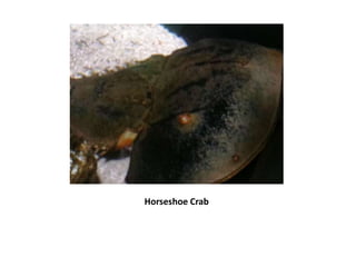 Horseshoe Crab