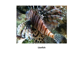 Lionfish