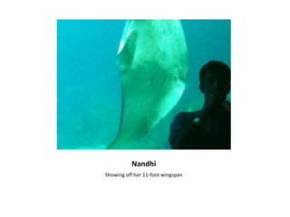 NandhiShowing off her 11-foot wingspan
