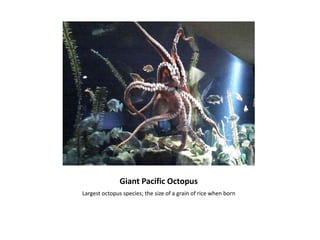Giant Pacific OctopusLargest octopus species; the size of a grain of rice when born