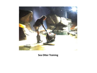 Sea Otter Training