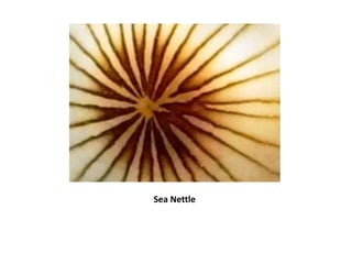 Sea Nettle