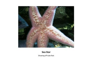 Sea StarShowing off tube feet