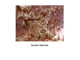 Sea Star Tube Feet