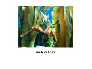 Weedy Sea Dragon