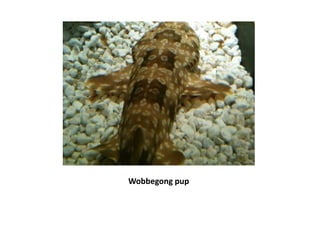 Wobbegong pup