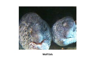Wolf Eels