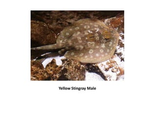 Yellow Stingray Male