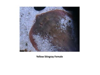 Yellow Stingray Female