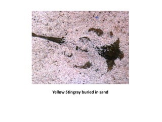 Yellow Stingray buried in sand