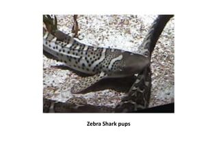 Zebra Shark pups
