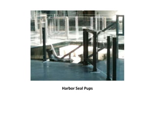 Harbor Seal Pups