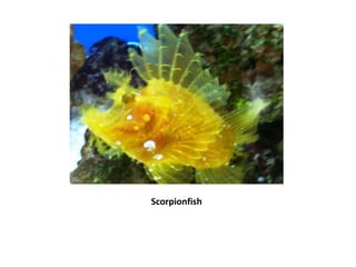 Scorpionfish