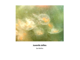 Juvenile JelliesSea Nettles