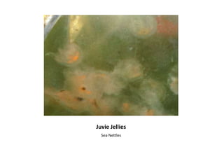 Juvie JelliesSea Nettles
