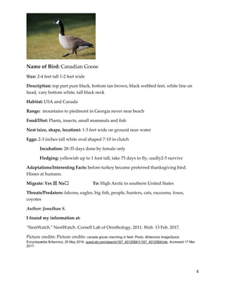 8
Name of Bird: Canadian Goose
Size: 2-4 feet tall 1-2 feet wide
Description: top part pure black, bottom tan brown, black webbed feet, white line on
head, vary bottom white, tall black neck
Habitat: USA and Canada
Range: mountains to piedmont in Georgia never near beach
Food/Diet: Plants, insects, small mammals and fish
Nest (size, shape, location): 1-3 feet wide on ground near water
Eggs: 2-3 inches tall white oval shaped 7-10 in clutch
Incubation: 28-35 days done by female only
Fledging: yellowish up to 1 foot tall, take 75 days to fly, usally2-5 survive
Adaptations/Interesting Facts: before turkey became preferred thanksgiving bird.
Hisses at humans.
Migrate: Yes ☒ No☐ To: High Arctic to southern United States
Threats/Predators: falcons, eagles, big fish, people, hunters, cats, raccoons, foxes,
coyotes
Author: Jonathan S.
I found my information at:
"NestWatch." NestWatch. Cornell Lab of Ornithology, 2011. Web. 13 Feb. 2017.
Picture credits: Picture credits: canada goose marching in field. Photo. Britannica ImageQuest,
Encyclopædia Britannica, 25 May 2016. quest.eb.com/search/167_4012084/1/167_4012084/cite. Accessed 17 Mar
2017.
 
