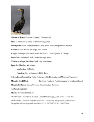 14
Name of Bird: Double Crested Cormorant
Size: 27-35 inches tall and 45-45 inch wing span
Description: Black tuft behind their eyes, black with orange throat patches
Habitat: Lakes, rivers, swamps, and coasts
Range: Throughout US and parts of Canada. Coastal plains of Georgia
Food/Diet: Main food fish chases through water
Nest (size, shape, location): Stick twig, & seaweed
Eggs: 3-4 Clutches at a time
Incubation: 25-29 days
Fledging: Stay with parent 21-28 days
Adaptations/Interesting Facts: Endangered in Kentucky and Missouri, Tennessee
Migrate: Yes ☒ No☐ To: From Northern North America to Southeast Coast
Threats/Predators: Crow, Coyotes, Foxes, Eagles, Raccoons
Author Zamyiah B.
I found my information at:
“NestWatch.” NestWatch. Cornell Lab of Ornithology, 2011. Web. 13 Feb. 2017.
Photo credit: Double-Crested Cormorant. 2017/02/14, Encyclopædia Britannica
ImageQuest http://quest.eb.com/search/139_1960657/1/139_1960657/cite
 