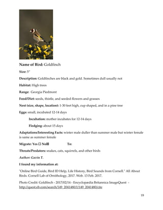 19
Name of Bird: Goldfinch
Size: 5”
Description: Goldfinches are black and gold. Sometimes dull usually not
Habitat: High trees
Range: Georgia Piedmont
Food/Diet: seeds, thistle, and seeded flowers and grasses
Nest (size, shape, location): 1-30 feet high, cup shaped, and in a pine tree
Eggs: small, incubated 12-14 days
Incubation: mother incubates for 12-14 days
Fledging: about 15 days
Adaptations/Interesting Facts: winter male duller than summer male but winter female
is same as summer female
Migrate: Yes ☐ No☒ To:
Threats/Predators: snakes, cats, squirrels, and other birds
Author: Gavin T.
I found my information at:
"Online Bird Guide, Bird ID Help, Life History, Bird Sounds from Cornell." All About
Birds. Cornell Lab of Ornithology, 2017. Web. 13 Feb. 2017.
Photo Credit: Goldfinch - 2017/02/14 - Encyclopædia Britannica ImageQuest -
http://quest.eb.com/search/149_2041480/1/149_2041480/cite
 