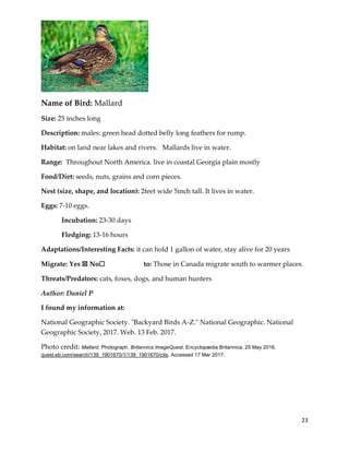 23
Name of Bird: Mallard
Size: 25 inches long
Description: males: green head dotted belly long feathers for rump.
Habitat: on land near lakes and rivers. Mallards live in water.
Range: Throughout North America. live in coastal Georgia plain mostly
Food/Diet: seeds, nuts, grains and corn pieces.
Nest (size, shape, and location): 2feet wide 5inch tall. It lives in water.
Eggs: 7-10 eggs.
Incubation: 23-30 days
Fledging: 13-16 hours
Adaptations/Interesting Facts: it can hold 1 gallon of water, stay alive for 20 years
Migrate: Yes ☒ No☐ to: Those in Canada migrate south to warmer places.
Threats/Predators: cats, foxes, dogs, and human hunters
Author: Daniel P
I found my information at:
National Geographic Society. "Backyard Birds A-Z." National Geographic. National
Geographic Society, 2017. Web. 13 Feb. 2017.
Photo credit: Mallard. Photograph. Britannica ImageQuest, Encyclopædia Britannica, 25 May 2016.
quest.eb.com/search/139_1901670/1/139_1901670/cite. Accessed 17 Mar 2017.
 