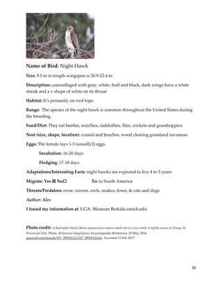 26
Name of Bird: Night Hawk
Size: 9.5 in in length wingspan is 20.9-22.4 in
Description: camouflaged with gray, white, buff and black, dark wings have a white
streak and a v shape of white on its throat
Habitat: It’s primarily on roof tops.
Range: The species of the night hawk is common throughout the United States during
the breeding.
Food/Diet: They eat beetles, mayflies, caddisflies, flies, crickets and grasshoppers
Nest (size, shape, location): coastal and beaches, wood clearing grassland savannas.
Eggs: The female lays 1-3 (usually2) eggs.
Incubation: 16-20 days
Fledging: 17-18 days
Adaptations/Interesting Facts: night hawks are expected to live 4 to 5 years
Migrate: Yes ☒ No☐ To: to South America
Threats/Predators: crow, ravens, owls, snakes, foxes, & cats and dogs
Author: Alex
I found my information at: UGA. Museum Biokids.umich.edu
Photo credit: A Red-tailed Hawk (Buteo jamaicensis) eastern adult sits in a tree while it lightly snows in Presqu'ile
Provincial Park. Photo. Britannica ImageQuest, Encyclopædia Britannica, 25 May 2016.
quest.eb.com/search/167_3991812/1/167_3991812/cite. Accessed 15 Feb 2017.
 
