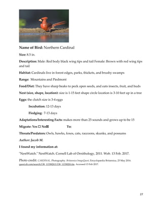 27
Name of Bird: Northern Cardinal
Size: 8.5 in.
Description: Male: Red body black wing tips and tail Female: Brown with red wing tips
and tail
Habitat: Cardinals live in forest edges, parks, thickets, and brushy swamps
Range: Mountains and Piedmont
Food/Diet: They have sharp beaks to peck open seeds, and eats insects, fruit, and buds
Nest (size, shape, location): size is 1-15 feet shape circle location is 3-10 feet up in a tree
Eggs: the clutch size is 3-4 eggs
Incubation: 12-13 days
Fledging: 7-13 days
Adaptations/Interesting Facts: makes more than 25 sounds and grows up to be 15
Migrate: Yes ☐ No☒ To:
Threats/Predators: Owls, hawks, foxes, cats, raccoons, skunks, and possums
Author: Jacob M.
I found my information at:
"NestWatch." NestWatch. Cornell Lab of Ornithology, 2011. Web. 13 Feb. 2017.
Photo credit: CARDINAL. Photography. Britannica ImageQuest, Encyclopædia Britannica, 25 May 2016.
quest.eb.com/search/138_1133820/1/138_1133820/cite. Accessed 15 Feb 2017.
 