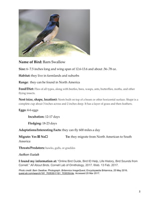 3
Name of Bird: Barn Swallow
Size: 6- 7.5 inches long and wing span of 12.6-13.6 and about .56-.78 oz.
Habitat: they live in farmlands and suburbs
Range: they can be found in North America
Food/Diet: Flies of all types, along with beetles, bees, wasps, ants, butterflies, moths, and other
flying insects.
Nest (size, shape, location): Nests built on top of a beam or other horizontal surface. Shape is a
complete cup about 3 inches across and 2 inches deep. It has a layer of grass and then feathers.
Eggs: 4-6 eggs
Incubation: 12-17 days
Fledging: 18-23 days
Adaptations/Interesting Facts: they can fly 600 miles a day
Migrate: Yes ☒ No☐ To: they migrate from North American to South
America
Threats/Predators: hawks, gulls, or grackles
Author: Izaiah
I found my information at: “Online Bird Guide, Bird ID Help, Life History, Bird Sounds from
Cornell.” All About Birds. Cornell Lab of Ornithology, 2017. Web. 13 Feb. 2017.
Photo credit: Barn Swallow. Photograph. Britannica ImageQuest, Encyclopædia Britannica, 25 May 2016.
quest.eb.com/search/181_703535/1/181_703535/cite. Accessed 20 Mar 2017.
 