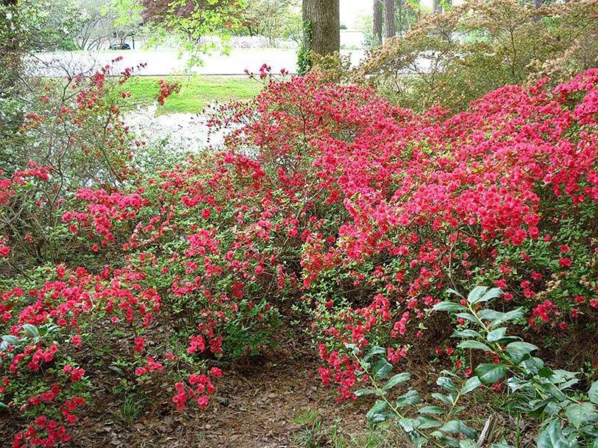 Georgia Callaway Gardens.