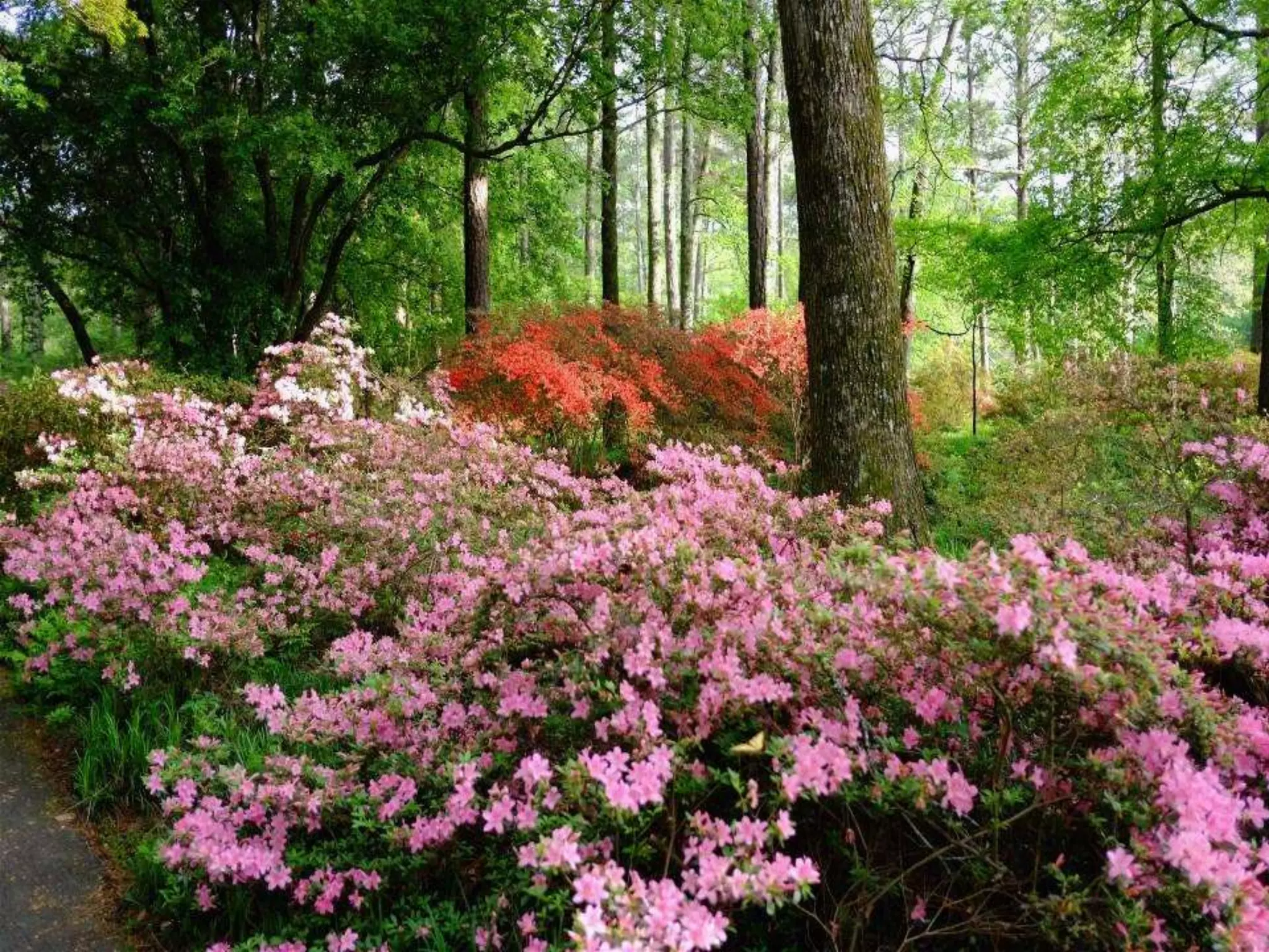 Georgia Callaway Gardens.