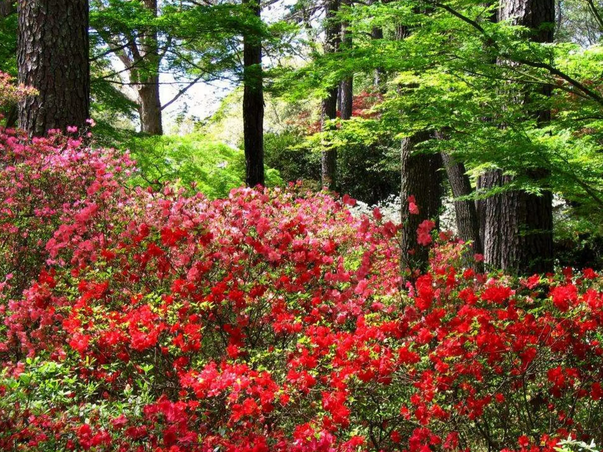 Georgia Callaway Gardens.