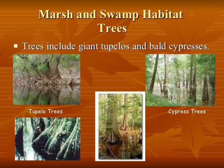 georgia habitats georgia habitats